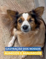 União de Minas realiza castração de cães e gatos na zona rural e urbana